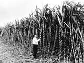 Sugarcane Field 1915